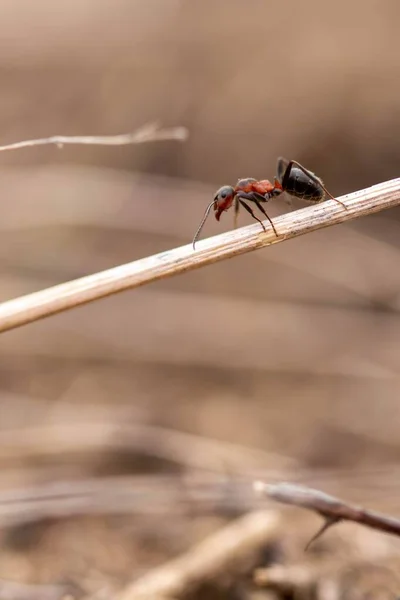 Dal Üzerinde Gün Boyunca Sürünen Küçük Bir Karıncanın Dikey Görüntüsü — Stok fotoğraf