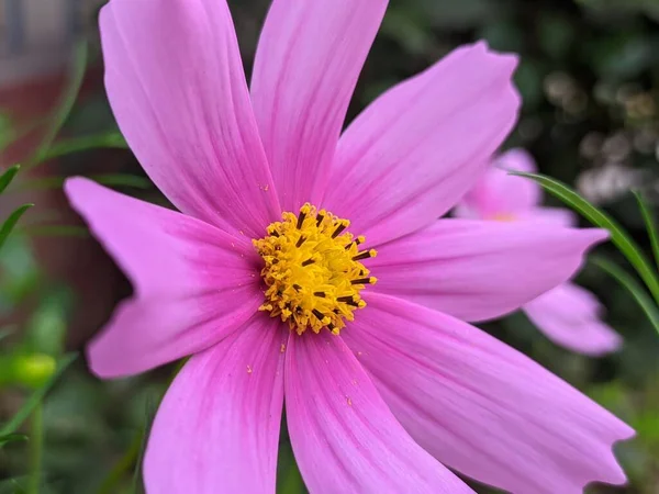 Macro Shot Pink Garden Cosmos Growing Green Leaves Blurry Background — Stock Photo, Image