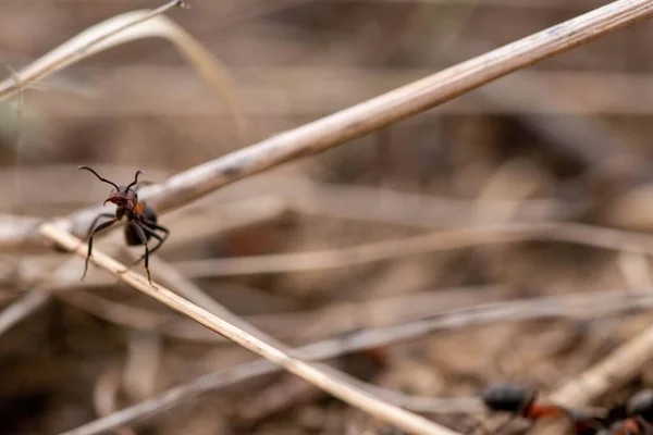 Una Hormiga Pequeña Arrastrándose Una Ramita Durante Día — Foto de Stock