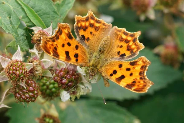 Großaufnahme Eines Wunderschönen Orangefarbenen Comma Schmetterlings Polygonia Album Sitzt Mit — Stockfoto