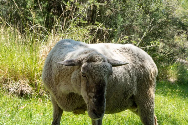 一只羊在田野里吃草的特写镜头 — 图库照片
