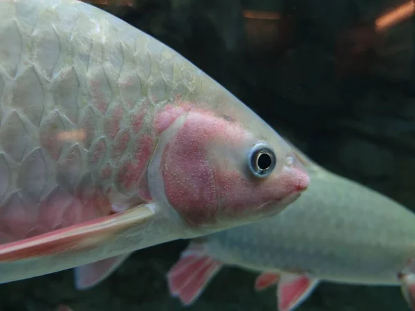 Bir Barbonymus Schawanefeldii Balığının Yakın Çekimi Cyprinidae — Stok fotoğraf