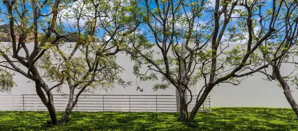 白い壁に対して木の美しいショット — ストック写真
