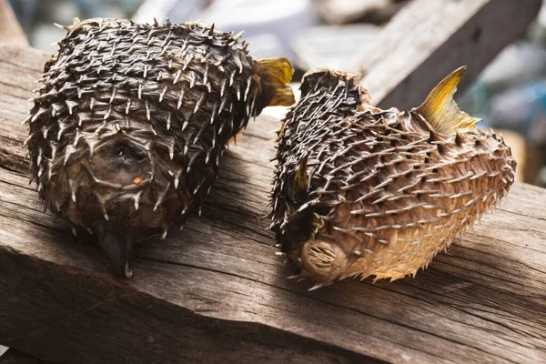 Primo Piano Pesce Palla Essiccato Sole Fugu — Foto Stock