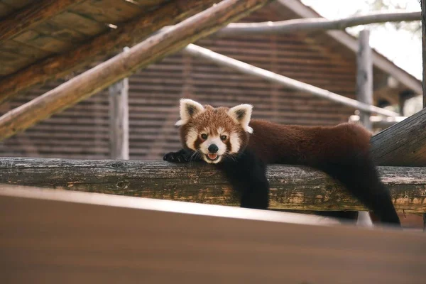 Hayvanat Bahçesindeki Ağaç Dalında Yatan Sevimli Kırmızı Panda — Stok fotoğraf