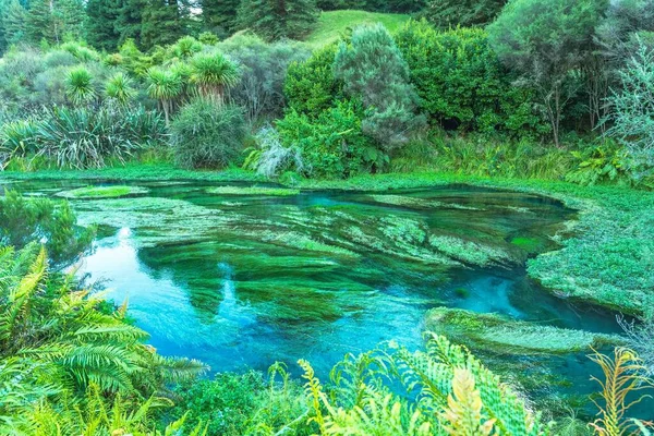 Kaunis Maisema Sininen Kevät Putaruru North Island Uusi Seelanti — kuvapankkivalokuva