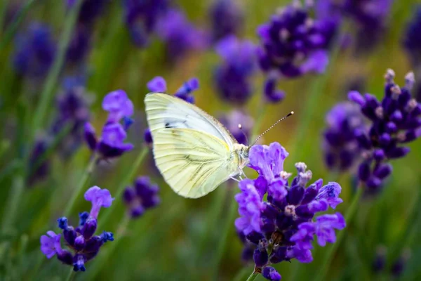 Levendula Rajta Egy Pillangóval — Stock Fotó