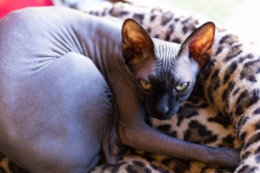 Kızgın bir yüzle yatakta yatan gri bir Sphynx kedinin yakın plan fotoğrafı.