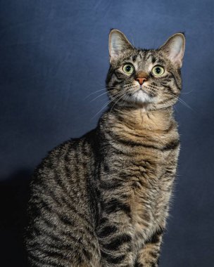 Meraklı Kedi Stüdyosu Hayvan Portresi