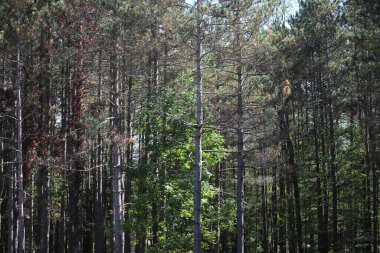 Güneşli bir günde güzel bir ormanın alçak açılı manzarası