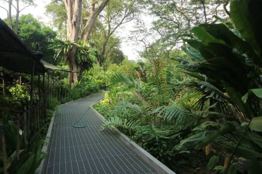 Ağaçlar ve bitkilerle çevrili bir patika.