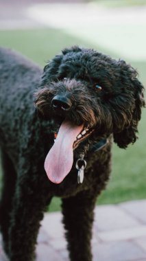 Bulanık bir arkaplanda siyah bir Barbet köpeğinin dikey çekimi