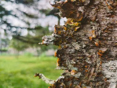 Ormanda kırık bir ağaç gövdesi