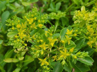 Orange Stonecrop 'un (Phedimus kamtschaticus) bulanık arkaplanlı seçici odak çekimi