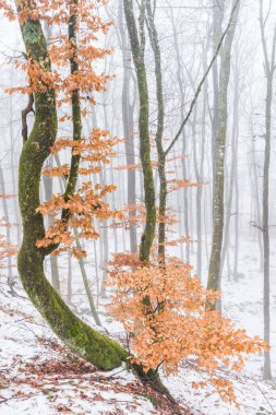Karlı bir ormanda yaprakları olan kayın ağacı