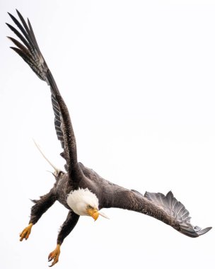 Bir Kel Kartal Adak Adası 'nın üzerinde gökyüzünde yiyecek için dalıyor.