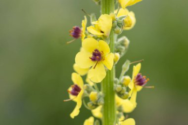 Sarı, saman çiçekleri (Verbascum thapsus) yakın çekim)