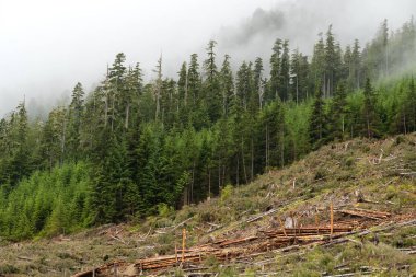 Ormandaki testereli ağaçlar. Kütük konsepti. Caythe, Cowichan, BC Kanada.