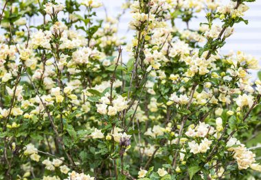 Bahçedeki güzel sarı ve beyaz Yasemin çiçekleri