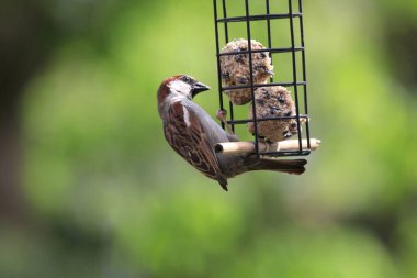 Yağ toplarıyla bir kuş yemliğine tünemiş bir serçenin yakın çekimi.
