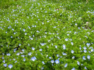 Çiçek açan Taze Renkli Çiçekler Yeşil Bahçede