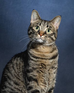 Meraklı Kedi Stüdyosu Hayvan Portresi