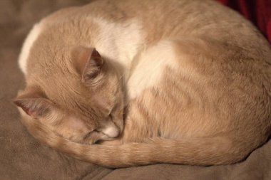 Yorgun bir kızıl kedi yumuşak kanepede uyuyor.