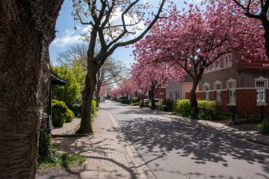 Norden, Lower Saxony 'deki yolda gölgesi düşen evler ve sakura ağaçlarıyla çevrili bir cadde.