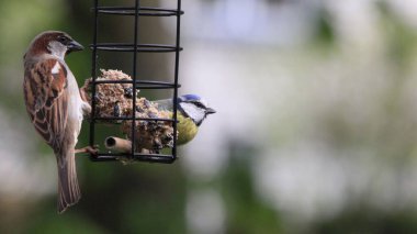 A closeup of a Eurasian blue tit and a sparrow perched on a bird feeder with fat balls