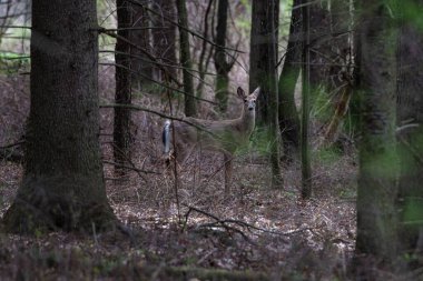 Gündüz vakti ormanda bir geyik