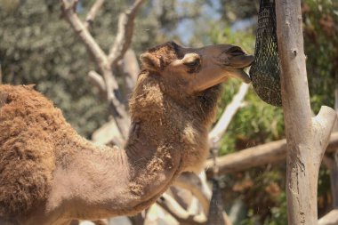 Bir devenin ağ torbasından saman yediği yakın plan.
