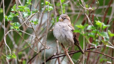 Yeşil bir ağacın dalına tünemiş bir serçenin yakın çekimi.