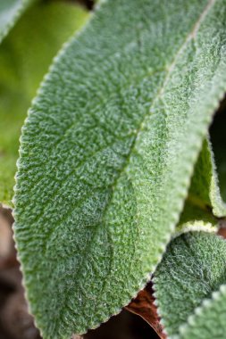 Powell Botanik Bahçeleri, Kingsville, Missouri