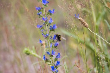 Bulanık bir arka planda Viper 's Bugloss çiçeğine tünemiş küçük bir yaban arısı.