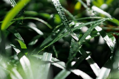 Doğa 'nın güzelliği - Manzara muazzam bir ağaç!