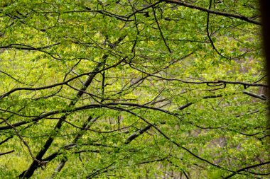 Ağaç dallarının ve yaprakların bir görüntüsü.