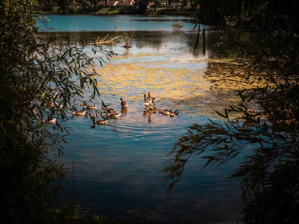 Eine Schöne Aussicht Zwischen Bäumen Mit Einer Gruppe Von Enten — Stockfoto