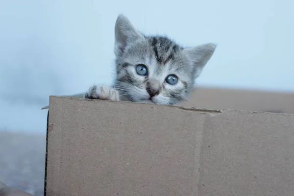 Gray Baby Tabby Cat Sneaking Out Box While Looking Camera — Stock Photo, Image