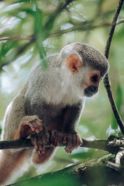 Colpo Verticale Una Scimmia Scoiattolo Humboldt Albero Colombia — Foto Stock