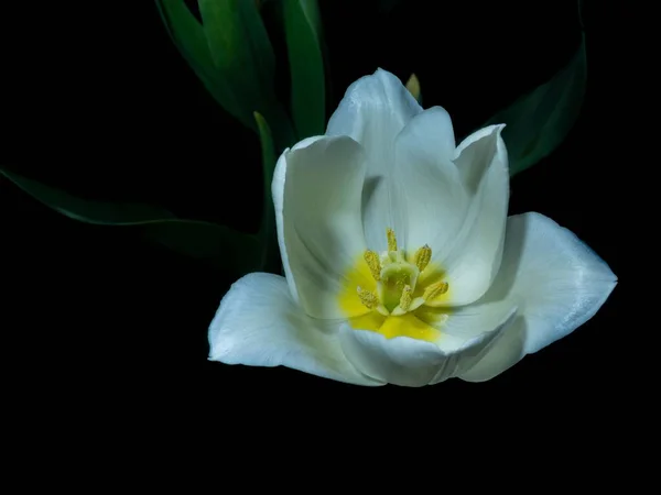 Close Uma Tulipa Branca Escuro — Fotografia de Stock