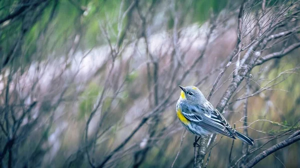 Een Audubon Warbler Vogel Neergestreken Een Tak — Stockfoto