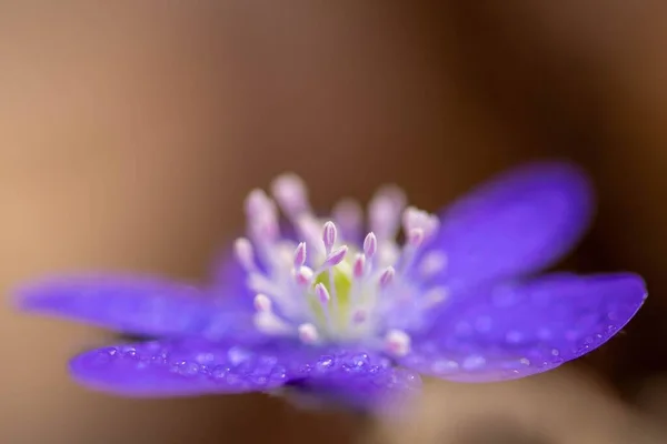 Üzerinde Damlaları Olan Sığ Bir Mavi Çiçek Odağı Hepatica Transsilvanica — Stok fotoğraf