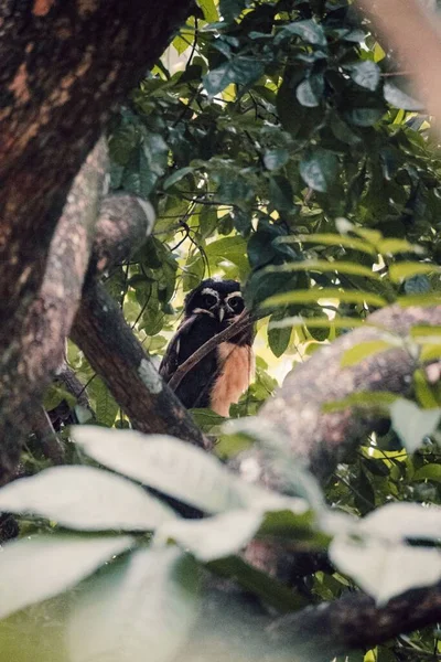 Bir Ağacın Dalında Güzel Bir Baykuşun Dikey Görüntüsü — Stok fotoğraf