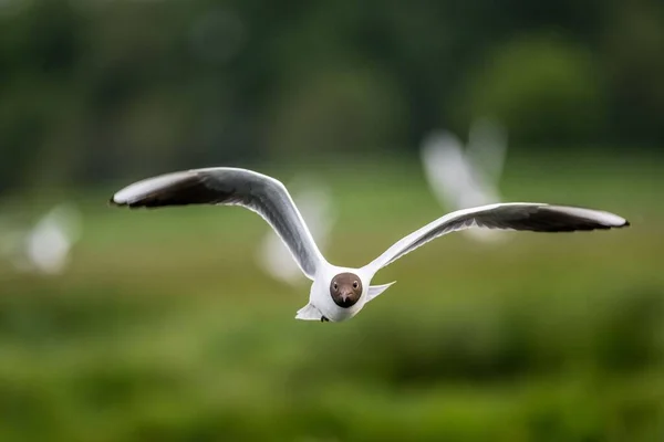 Schwarzkopfmöwe Flug Nähert Sich — Stockfoto