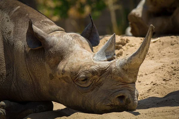 Gros Plan Rhinocéros Dormant Sur Sable Sous Lumière Soleil — Photo