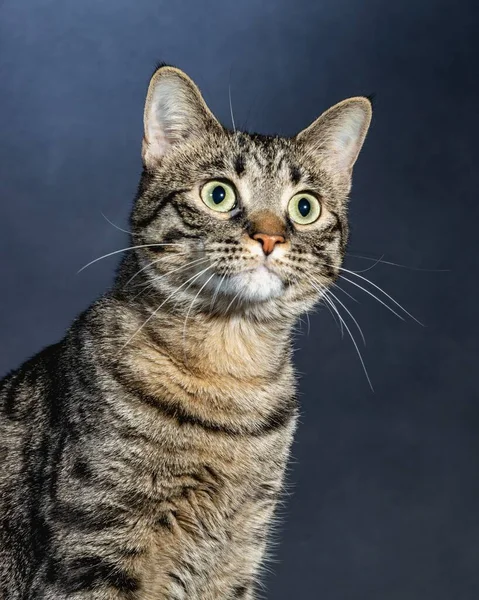 Дивовижна Кішка Студія Pet Портрет — стокове фото