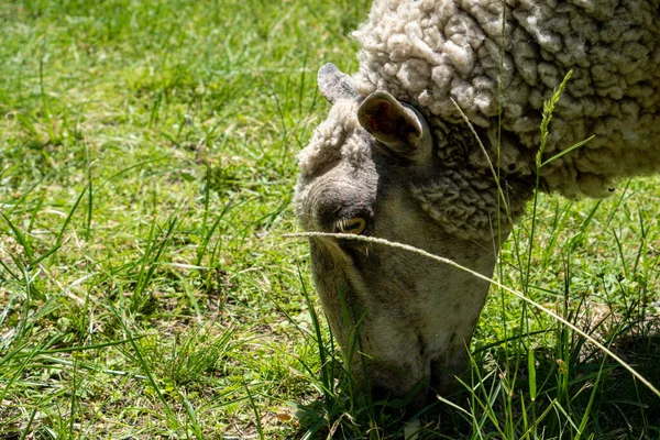 Крупним Планом Знімок Вівці Пасеться Полі — стокове фото