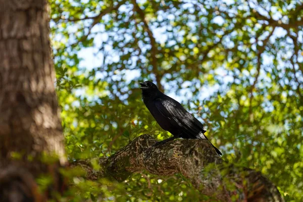 Cuervo Negro Parado Sobre Árbol Crujiendo —  Fotos de Stock