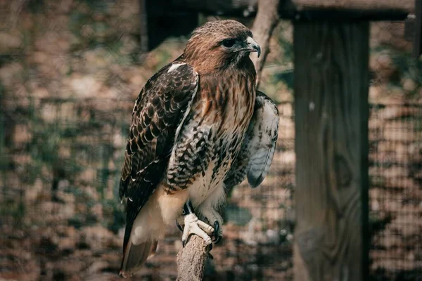 Closeup Shot Perched Red Tailed Hawk — Stock Photo, Image