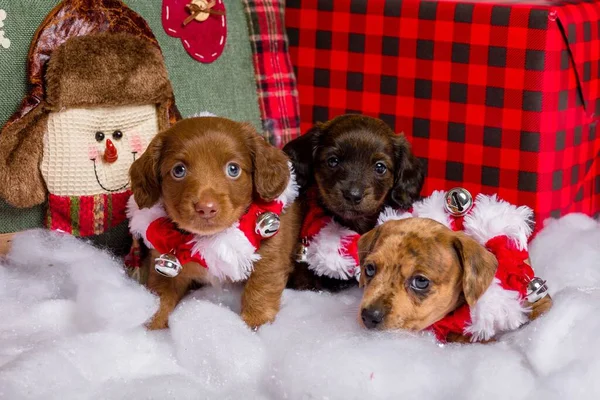 Adorable Studio Portraits Dachshund Puppies Dressed — Stock Photo, Image